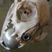 Tattoos - Skull Rattle - 54088
